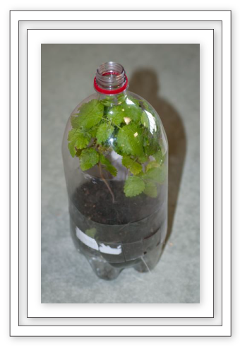 Bottle terrarium